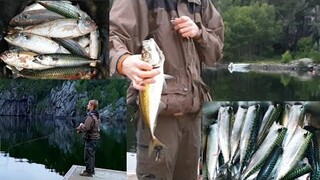 ตกปลาซาบะ นอร์เวย์ ปลาเยอะมาก | Mackerel fishing