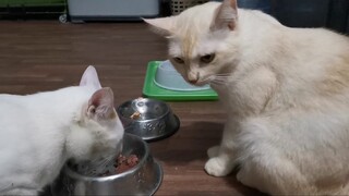 Sneaky Cat stealing food || Clowder zone