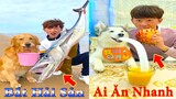 Thú Cưng TV | Dương KC Pets | Gia Đình Gâu Đần #24 | Chó Golden thông minh vui nhộn | funny cute dog