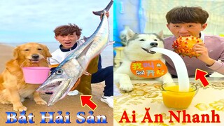 Thú Cưng TV | Dương KC Pets | Gia Đình Gâu Đần #24 | Chó Golden thông minh vui nhộn | funny cute dog