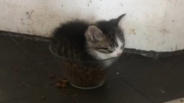 هذا النوع من القطط الصغيرة، أقضم واحدة بكل قضمة!