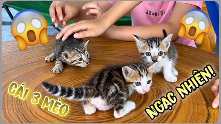 RuacVlog - Cái 3 Bé của Mèo Con Ở Nhà của Bà Ruac và Cái Kết