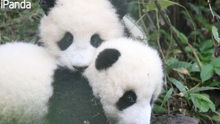 【Panda】I wanna touch what is as cute as I am