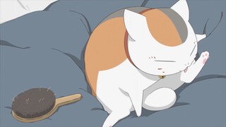 There are more and more cat behaviors