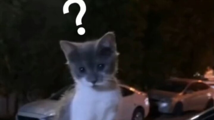 [One Round Daily to Prevent Depression] Such a Cute Cat-Duck!