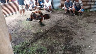 Fiesta Tari-tari