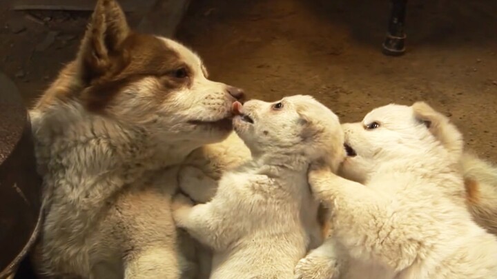 【Animal Circle】Male dog brings home puppies. Truth is revealed.