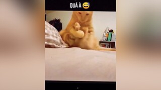 Giật cả mình 😅foryou pet thucung foryou animals yeudongvat fyp cat