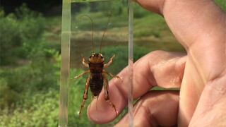 [DIY]Make Gryllotalpa spps. specimen in Epoxy Resin
