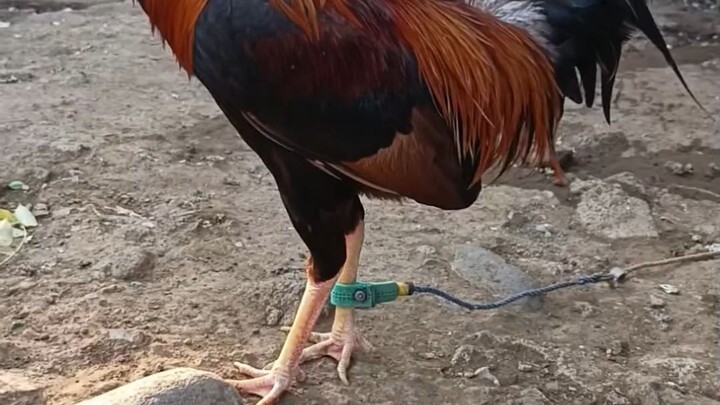 #BackyardTV.