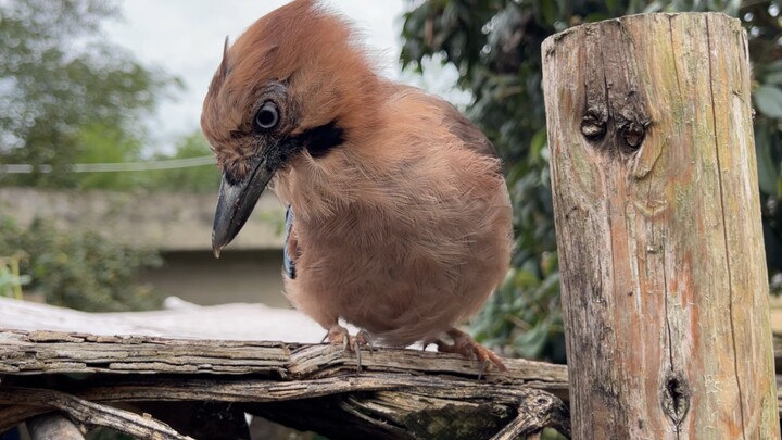 Songya: Even if you spin it 100 times, you still won’t be able to open it.