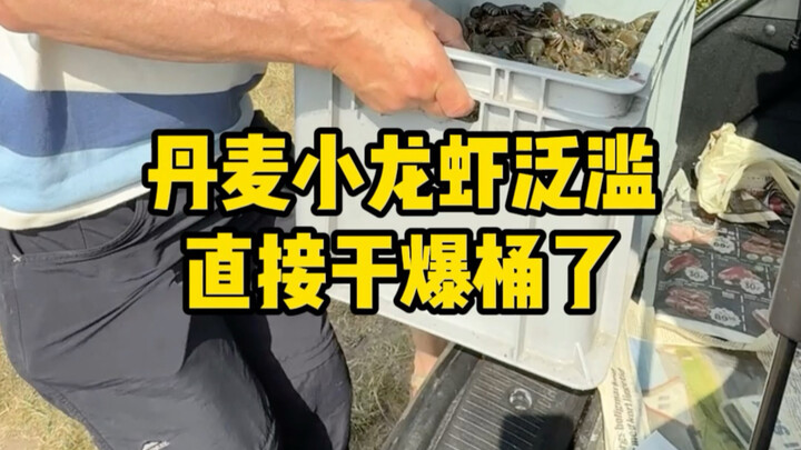 Musim udang karang di Denmark sudah tiba lagi—jumlahnya melimpah banget! Gak bakal kehabisan meski d