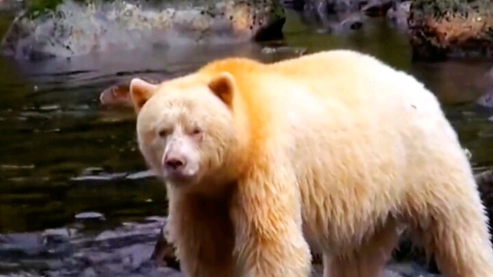 Panda and Brown Bear Heartwarming Video