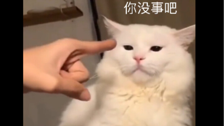 【ฮาสุดๆ】เหมือนแฟนสาวหัวดื้อขวางโลกของคุณเป๊ะเลย