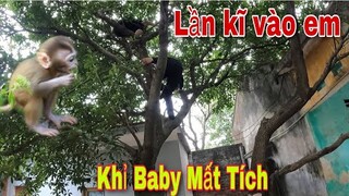 Khỉ Baby Của Sư Phụ Săn Bắt Ẩm Thực Vùng Cao Mất Tích Và Cái Kết Trèo Đỉnh Ngọn Cây