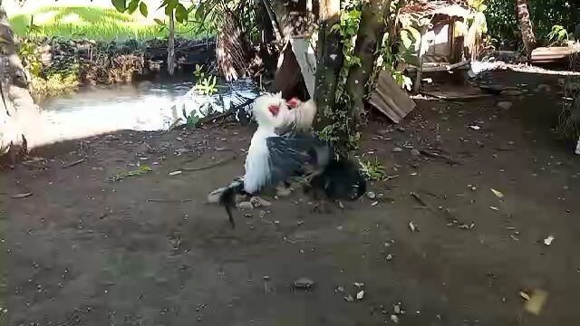 kanawayun vs grey claret