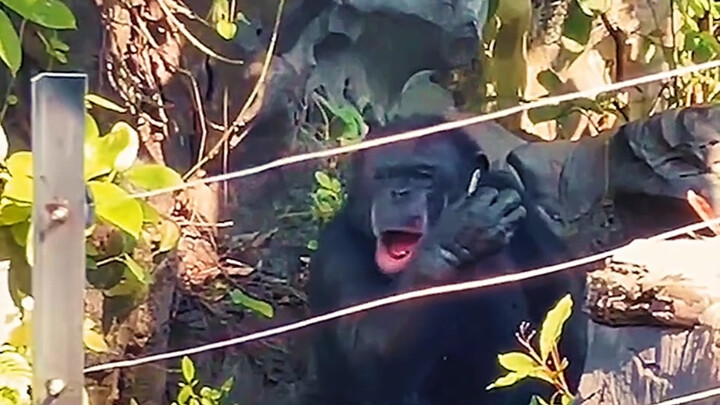 Mười năm nuôi hổ chẳng ai hay, một sớm cho sói ăn thiên hạ biết!