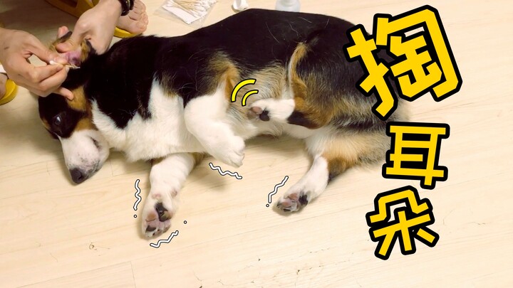 ถูกจับมาแคะหู หมาคอร์กี้ครางงึมงำไม่ยอมตลอดทั้งเรื่อง เตะขาเล็กๆ ไม่หยุด【ดูบี้ขาสั้น】