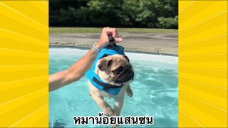 สัตว์เลี้ยงเพื่อนขนปุย : หมาน้อยแสนซน