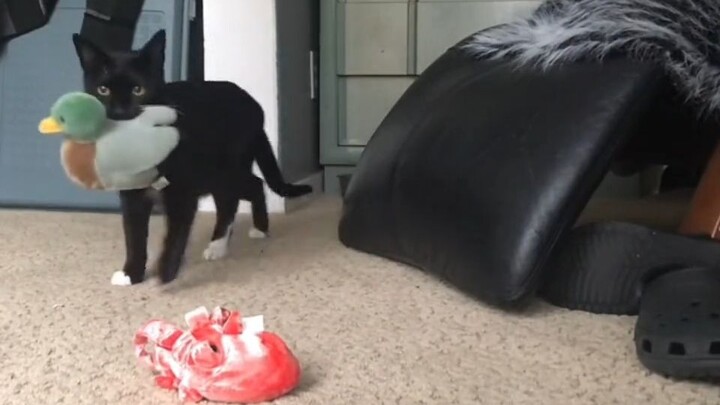 When its owner gets home from work, this little black cat always brings a “gift,” hoping to get the 