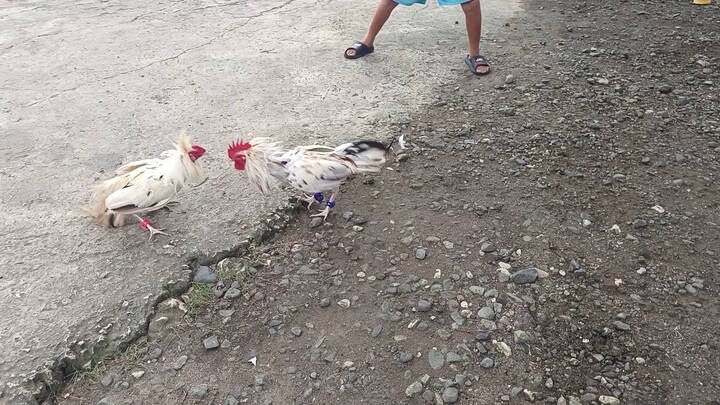 White Kelso McLean VS Leiper Grey x White Kelso