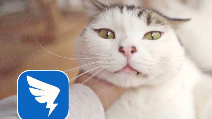Mèo mèo hiểu cái đinh gì chứ