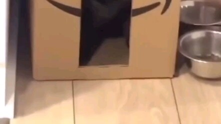 Some cats really can’t be judged by their appearance.