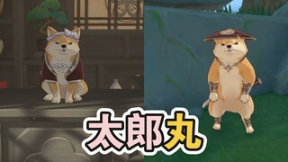 【原神】太郎丸参加孤剑争逐后，木漏茶室还能否找到它？