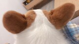 [Động vật]Nghịch tai chú chó corgi đáng yêu