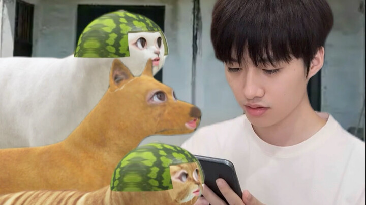 بعد عودة قطة المدينة إلى القرية، وجدت كلاب القرية الأصلية قد أصبحت كلابًا شرسة