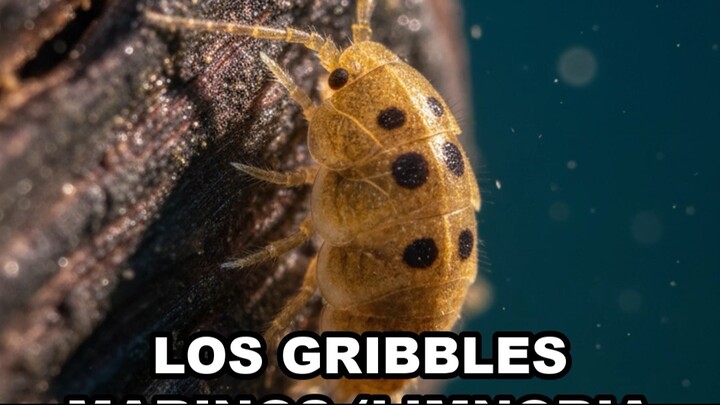 Los gribbles marinos (Limnoria quadripunctata) miden unos pocos milímetros.
