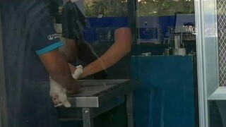 Spots Neuter Operation || Clowder Zone