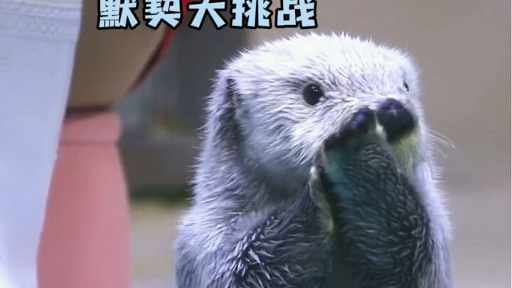 Little Guy's Coordination Challenge~