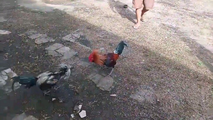 Hiraw vs Hatch SLOMO