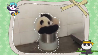 Another Function of the Panda Water Feeder