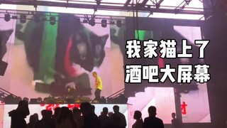 我竟然在酒吧看到了自己的猫！