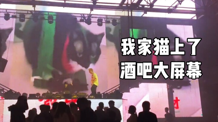 Aku malah melihat kucingku sendiri di bar!