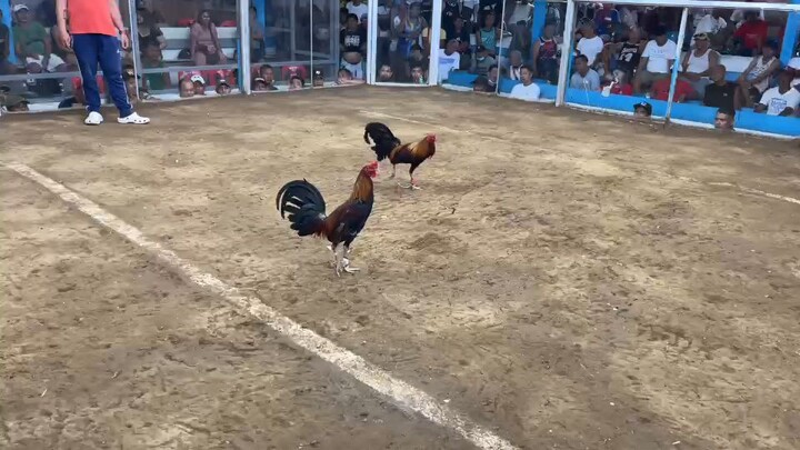 Pandayan Meycauayan Cockpit Arena Using 5K sweater WIN