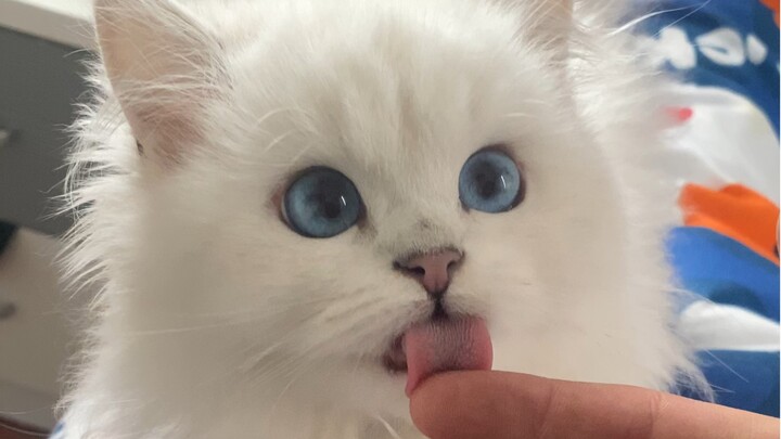 Why get so upset when you’re not being licked, little kitty?