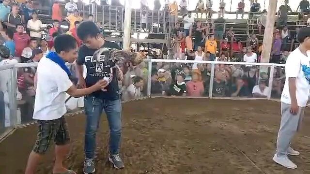 2nd fight, bulik nag babalik, 2x winner #BordsGF#BordsBanga #AlagangSalto