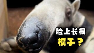 你这鼻子长得有点离谱！