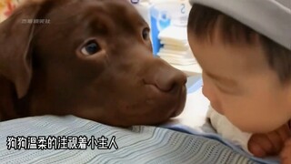 Momen bahagia antara anak manusia dan anak anjing yang bahagia, dengan kelembutan di mata mereka