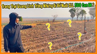 Quang Linh Farm Trồng Những Gì Để Có Thể Cung Cấp Thức Ăn Cho 500 Con Dê Đợt Đầu ?