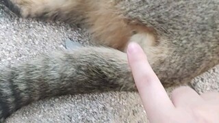 On the way back from the cafeteria, I ran into a fat cat and took the opportunity to touch his balls