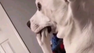 "Silly Dog Happy Front Alliance"
