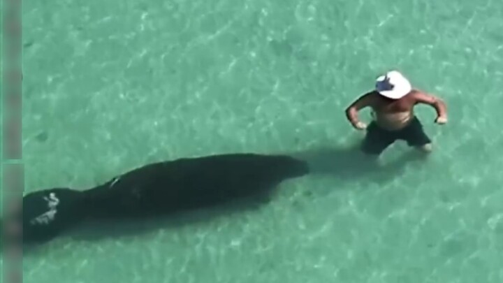 Con lợn biển lặng lẽ tiến lại gần người đàn ông mà anh ta không hề hay biết!