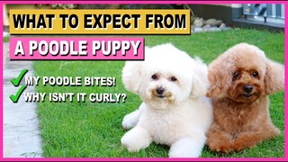 TOY POODLE PUPPY- 10 Things to Expect AFTER Getting One| The Poodle Mom