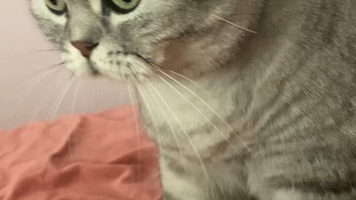 After watching TFBoys’ concert, I kind of get why Ding Taiseng finds it so tough.