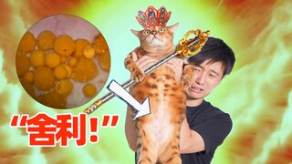 My cat's stomach is full of "relics"! I may need surgery to remove them!