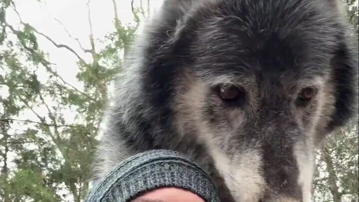 Berbagi pengetahuan: 12 jenis serigala yang berbeda, berapa banyak yang kamu kenal?